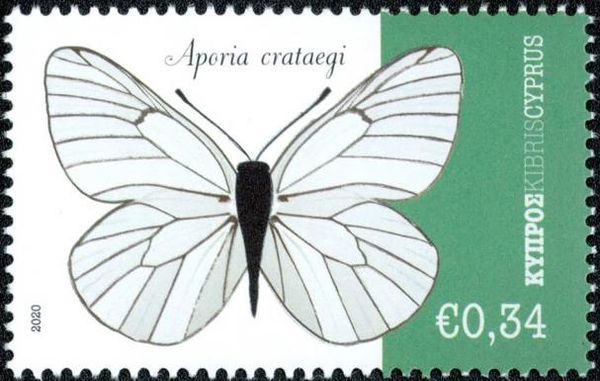 Aporia crataegi