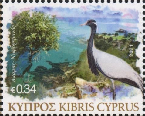 Demoiselle Crane (Grus virgo)