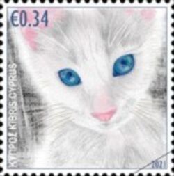 Cat (Felis catus)
