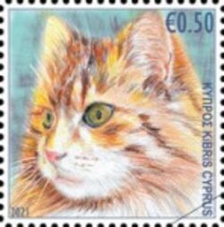 Cat (Felis catus)