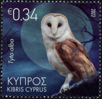 Barn Owl (Tyto alba)