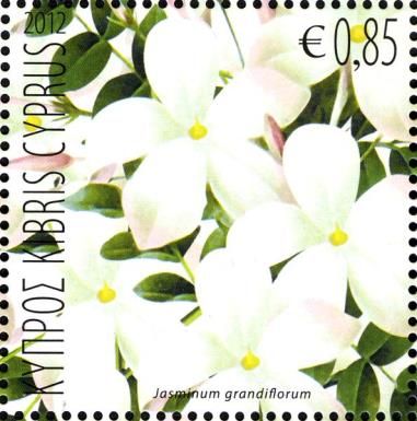 Jasmin (Jasminum Grandiflorum)