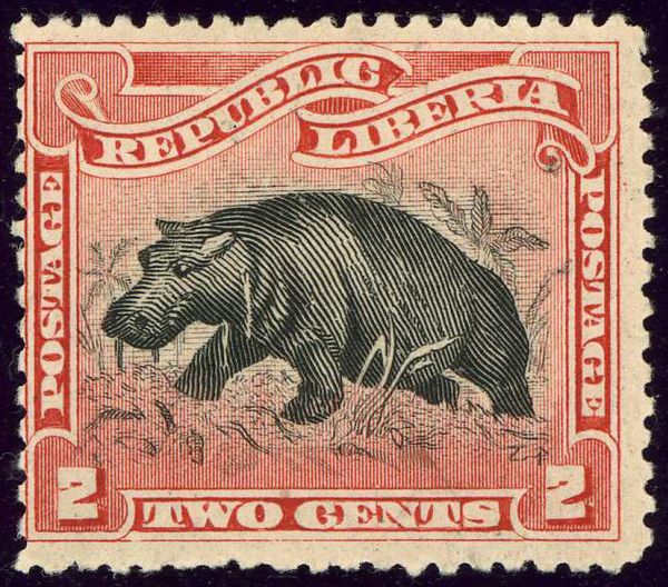 Pygmy Hippopotamus (Choeropsis liberiensis)