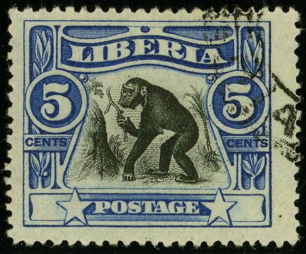Western Chimpanzee (Pan satyrus)