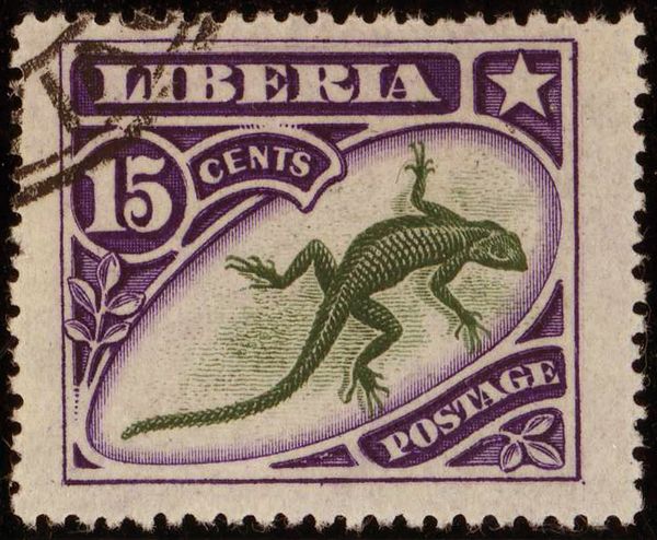 Common Agama (Agama agama)