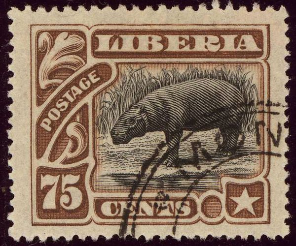 Pygmy Hippopotamus (Choeropsis liberiensis)
