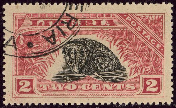 African Palm Civet (Nandinia binotata)
