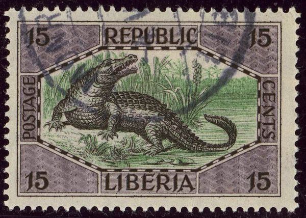 Nile Crocodile (Crocodylus niloticus)