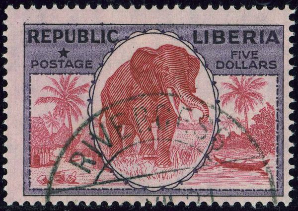 African Elephant (Loxodonta africana)