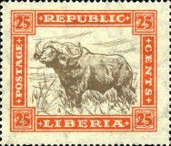 African Buffalo (Syncerus caffer)