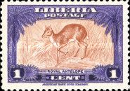 Royal Antelope (Neotragus pygmaeus)