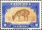 Water Chevrotain (Hyemoschus aquaticus)