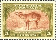 Zebra Duiker (Cephalophus zebra)
