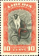 Diana Monkey (Cercopithecus diana)
