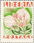 Mussaenda isertiana