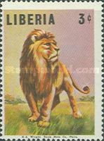 Lion (Panthera leo)
