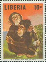 Chimpanzee (Pan troglodytes)