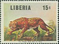 Leopard (Panthera pardus)