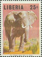 African Elephant (Loxodonta africana)
