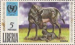 Plains Zebra (Equus quagga)
