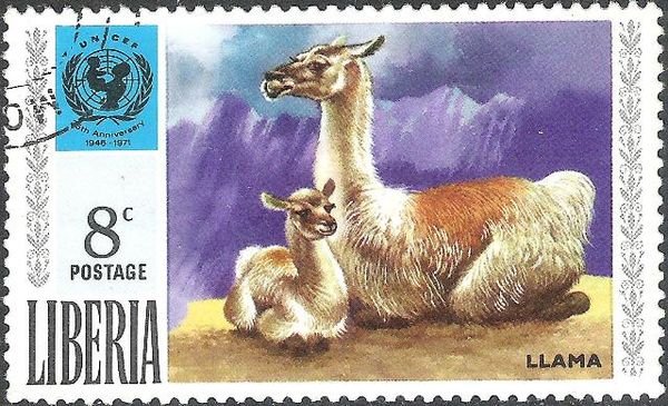 Llama (Lama glama)