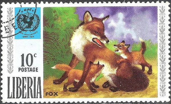 Red Fox (Vulpes vulpes)