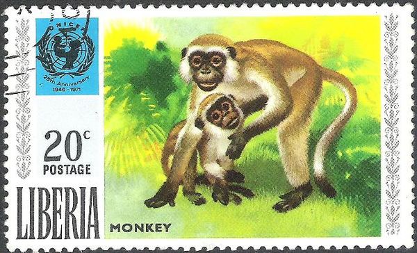 Green Monkey (Cercopithecus sabaeus)