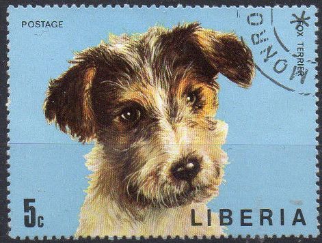 Fox Terrier (Canis lupus familiaris)