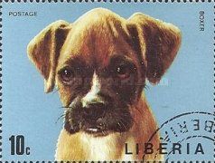 German Boxer (Canis lupus familiaris)