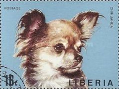 Chihuahua (Canis lupus familiaris)