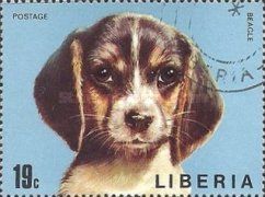 Beagle (Canis lupus familiaris)