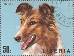 Collie (Canis lupus familiaris)