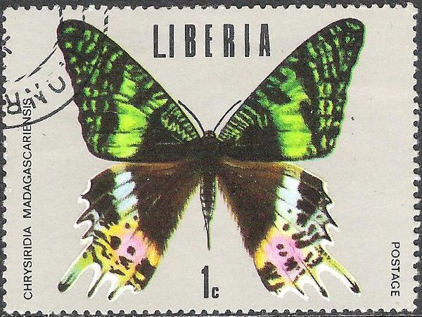 Madagascan Sunset Moth (Chrysiridia madagascariensis)