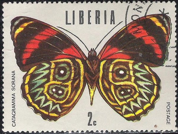 Sorana Eighty-eight (Catagramma sorana)