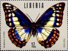 Cypris Morpho (Morpho cypris)