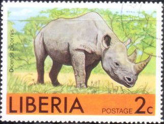 Black Rhinoceros (Diceros bicornis)