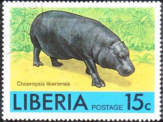 Pygmy Hippopotamus (Choeropsis liberiensis)
