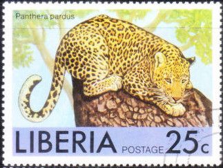 Leopard (Panthera pardus)