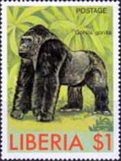 Western Gorilla (Gorilla gorilla)