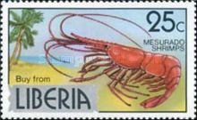 Shrimp from the Mesurado River
