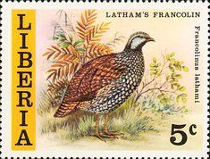 Forest Francolin (Francolinus lathami)