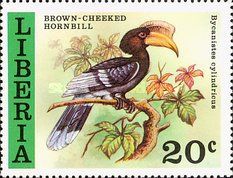 Brown-cheeked Hornbill (Bycanistes cylindricus)