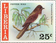 Common Bulbul (Pycnonotus barbatus)