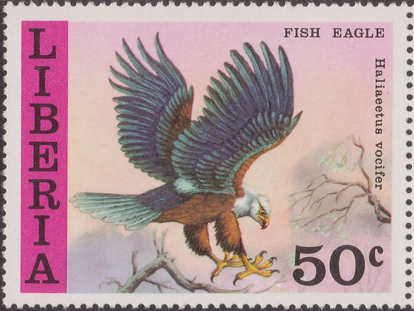 African Fish-Eagle (Haliaeetus vocifer)