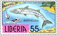 Lake Piso, Guinean Barracuda (Sphyraena afra)
