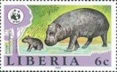 Pygmy Hippopotamus (Choeropsis liberiensis)
