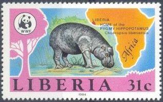 Pygmy Hippopotamus (Choeropsis liberiensis)