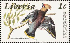 Bohemian Waxwing (Bombycilla garrulus ssp. pallidiceps)
