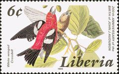 Two-barred Crossbill (Loxia leucoptera)