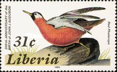 Red Phalarope (Phalaropus fulicarius)
